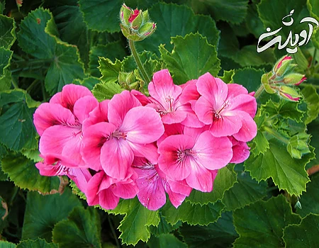 نکاتی کلیدی برای نگهداری از گل شمعدانی